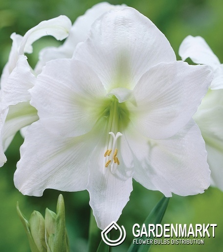 Hippeastrum - Amarylis Mount Everest 1 szt.