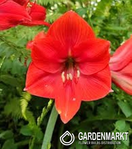 Hippeastrum - Amarylis Mastermind 1 szt.