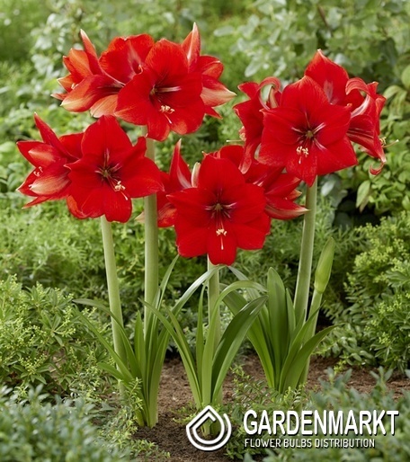 Hippeastrum - Amarylis Love Heart 1 szt.