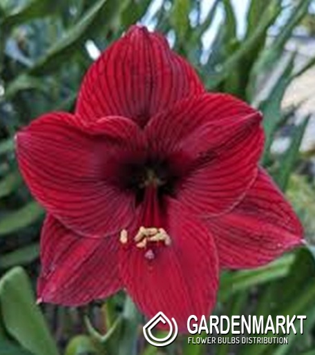 Hippeastrum - Amarylis Arabian Night 1 szt.