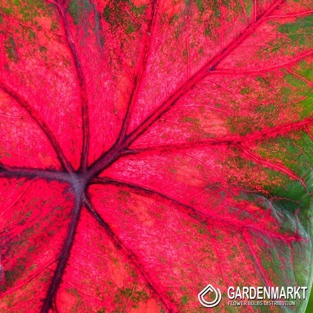 Caladium - Kaladium Brandywine 1 szt.