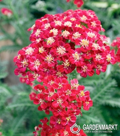 Achillea-Krwawnik Red Velvet 1 szt.