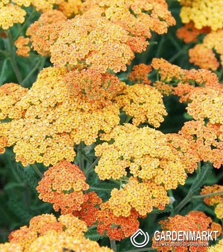 Achillea-Krwawnik Terracotta 1 szt.