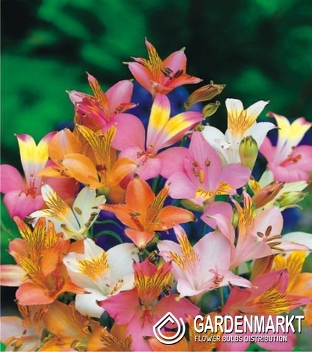 Alstroemeria Lightu 1 szt.