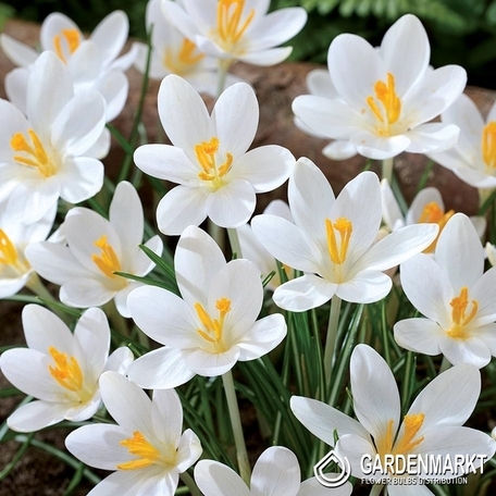 Krokus Wiosenny Barr's White 10 szt.
