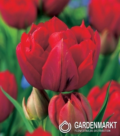 Tulipan Pełny Red Princess 5 szt.