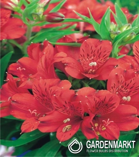 Alstroemeria Red 1 szt.