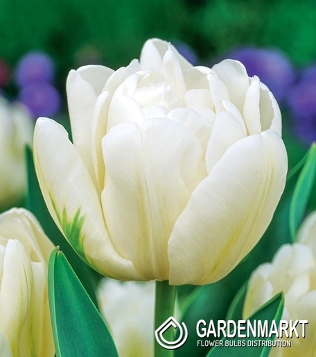 Tulipan Pełny Up White 5 szt.