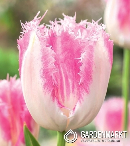 Tulipan Strzępiasty Huis Ten Bosch 5 szt.