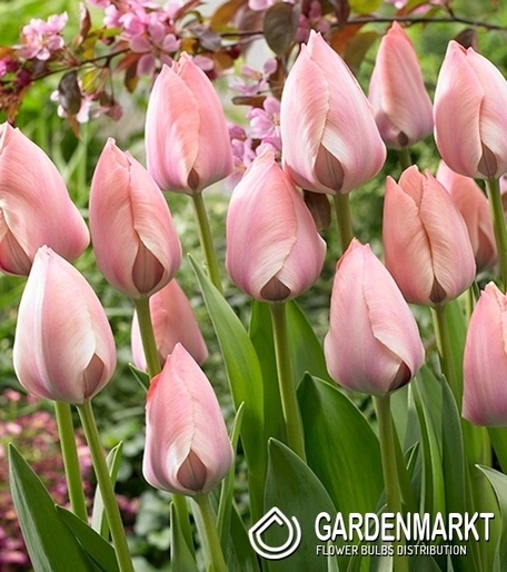 Tulipan Darwina Salmon Van Eijk 5 szt.