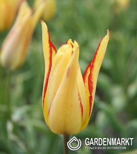 Tulipan Botaniczny Mauritsiana Cindy 5 szt.