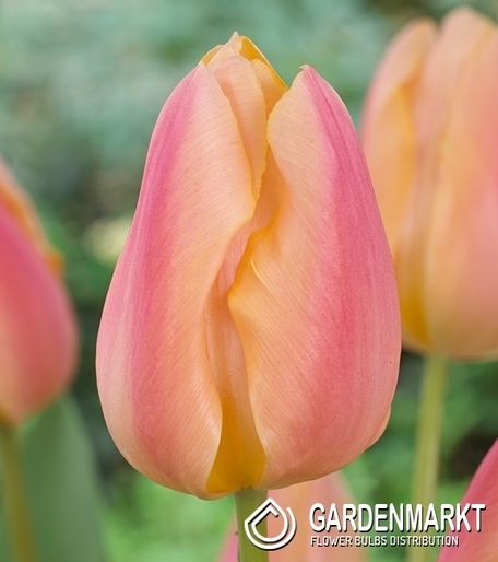 Tulipan Triumph Apricot Favourite 5 szt.