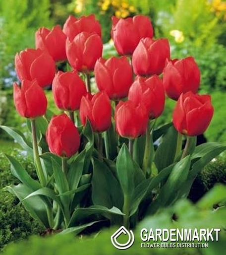 Tulipan Fostera Red Purissima 5 szt.
