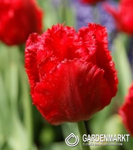 Tulipan Strzępiasty Red Crystal 5 szt.