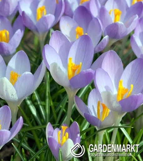 Krokus Wiosenny Rudy Light 10 szt.