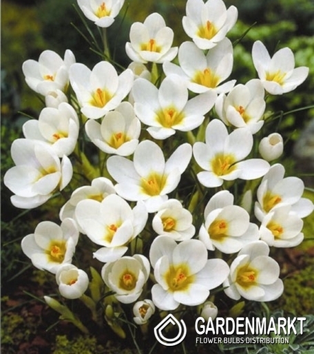 Krokus Wiosenny Snowbunting 10 szt.