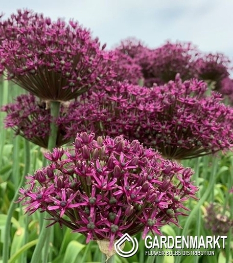 Allium - Czosnek Ozdobny Venus 5 szt.