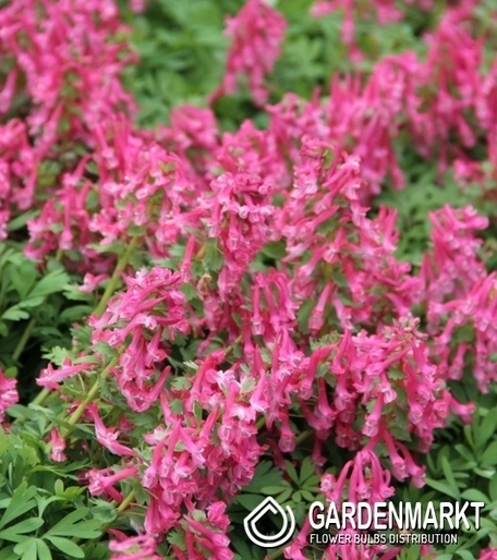 Corydalis – Kokorycz Solida 5 szt.