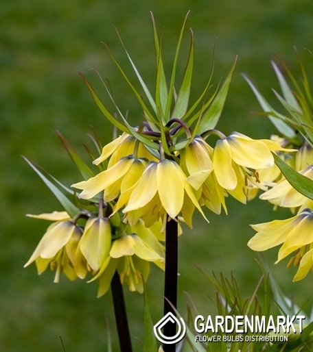 Fritillaria – Szachownica Cesarska Korona Early Sensation 1 szt.