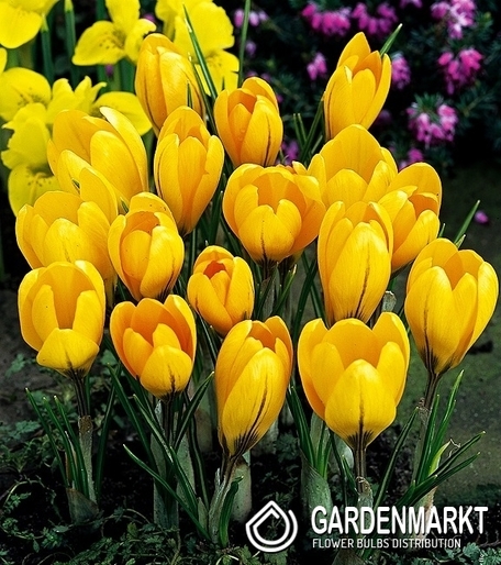Krokus Wielkokwiatowy Golden Yellow 10 szt.