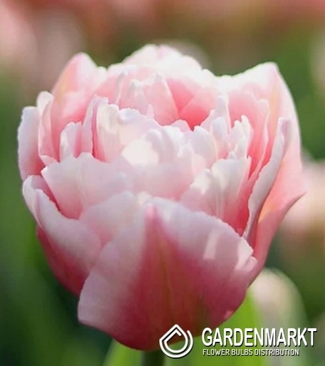 Tulipan Pełny Dreamer 5 szt.
