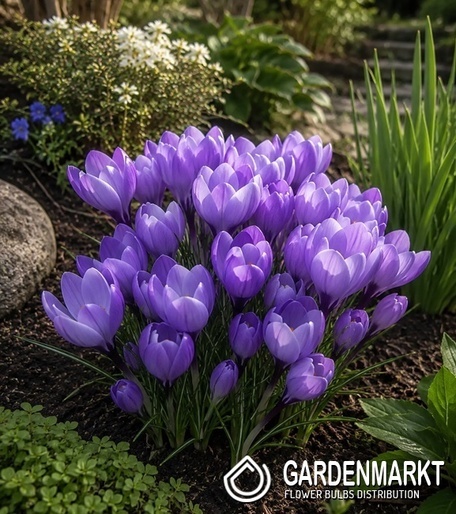 Crocus vernus - Krokus wielkokwiatowy Rio Grande 10 szt.