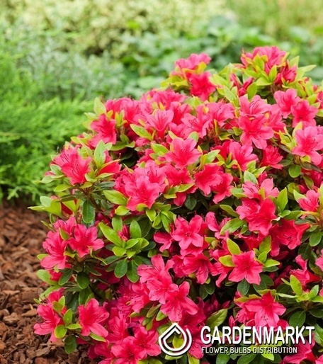 Rhododendron obtusum - Azalia japońska Geisha Red 1 szt.