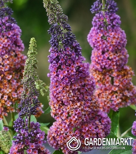 Budleja Dawida Flower Power 1 szt.