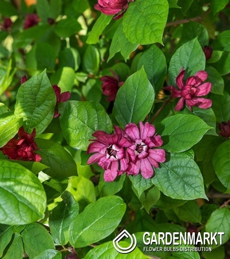 Calycanthus floridus - Kielichowiec Wonny 1 szt.