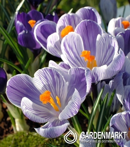 Crocus vernus - Krokus wielkokwiatowy Imperial Purple 10 szt.
