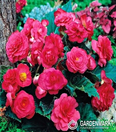 Begonia Multiflora Różowa 1 szt.