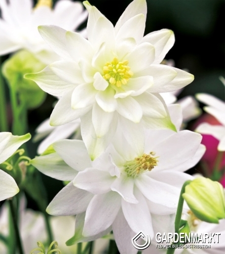 Aquilegia-Orlik Pełny Biały 1 szt.