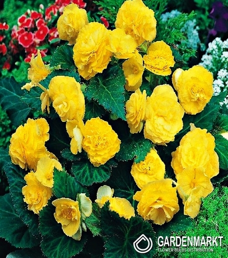 Begonia Multiflora Żółta 1 szt.