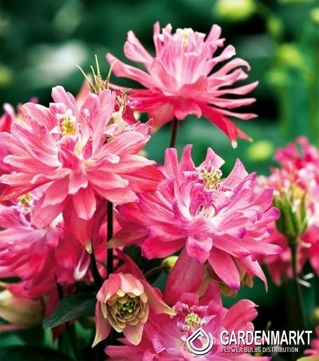 Aquilegia-Orlik Pełny Różowy 1 szt.