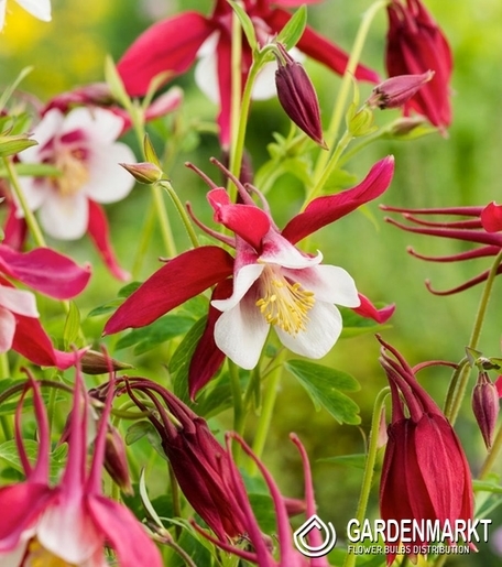 Aquilegia-Orlik Pojedynczy Crimson Star 1 szt.