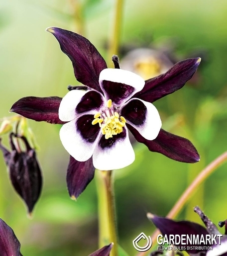 Aquilegia-Orlik Pojedynczy William Guiness 1 szt.