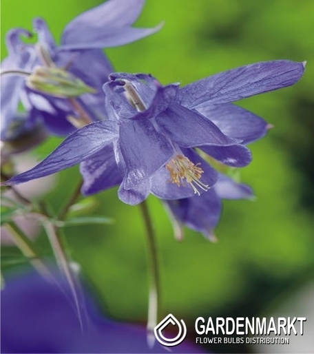 Aquilegia-Orlik Pojedynczy Alpina 1 szt.