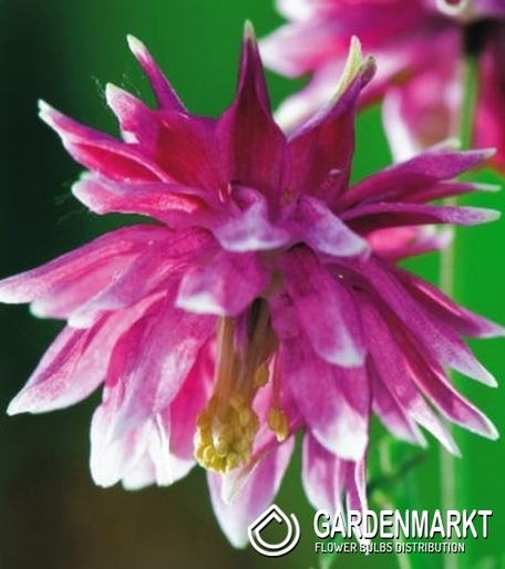 Aquilegia-Orlik Nora Barlow 1 szt.