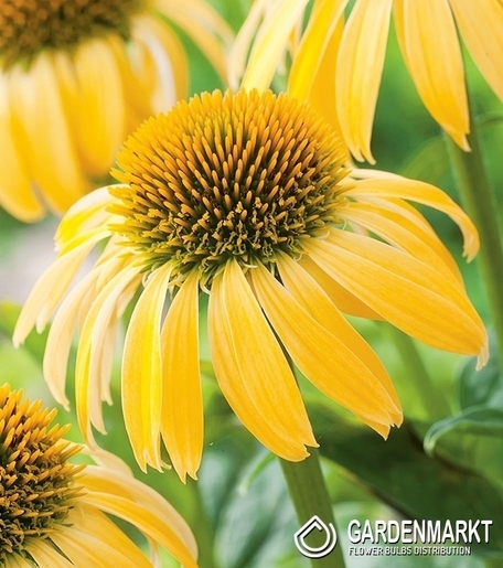 Echinacea-Jeżówka Żółta 1 szt.
