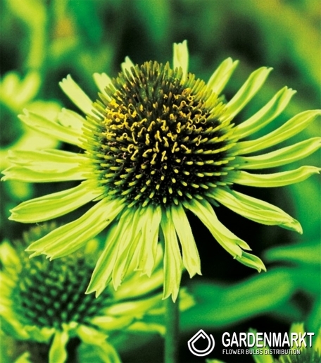 Echinacea-Jeżówka Green Jewel 1 szt.