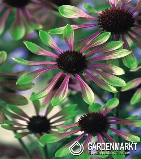 Echinacea-Jeżówka Green Envy 1 szt.