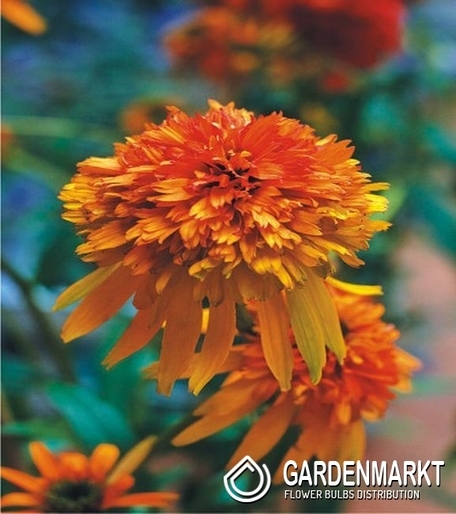 Echinacea-Jeżówka Marmelade 1 szt.