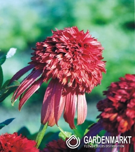 Echinacea-Jeżówka Hot Papaya 1 szt.