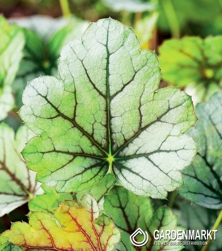 Heuchera Żurawka Venus 1 szt.