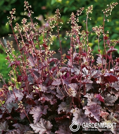 Heuchera Purple Palace 1 szt.