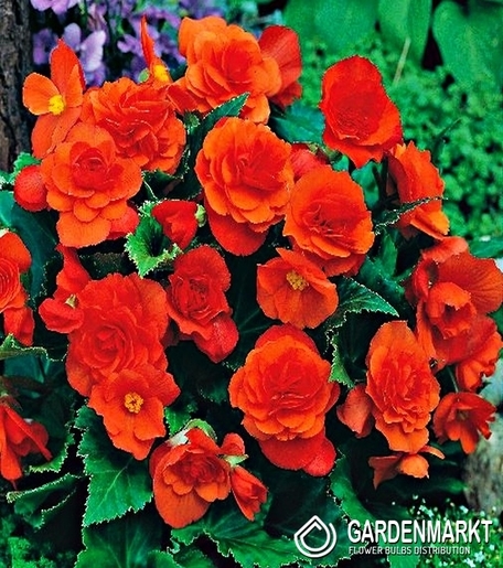 Begonia Multiflora Pomarańczowa 1 szt.
