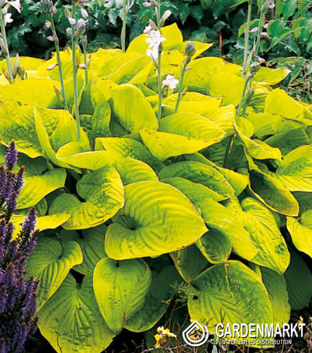 Hosta - Funkia August Moon 1 szt.