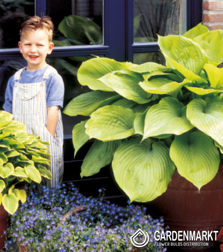 Hosta - Funkia Sum And Substance 1 szt.