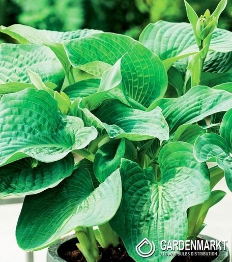 Hosta - Funkia Elegans 1 szt.