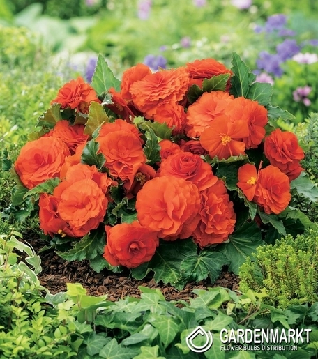Begonia Non Stop Pomarańczowa 1 szt.